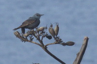 Monticola solitarius